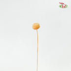 Dry Amarellino - Pudu Ria Florist Southern