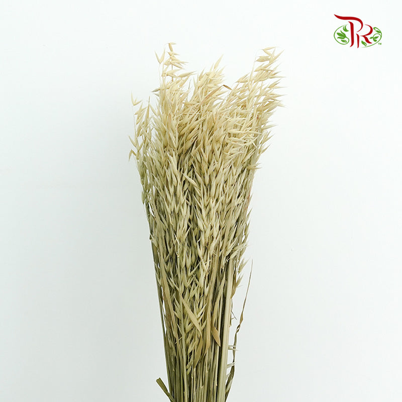 Dry Avena - Pudu Ria Florist Southern