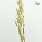 Dry Avena - Pudu Ria Florist Southern