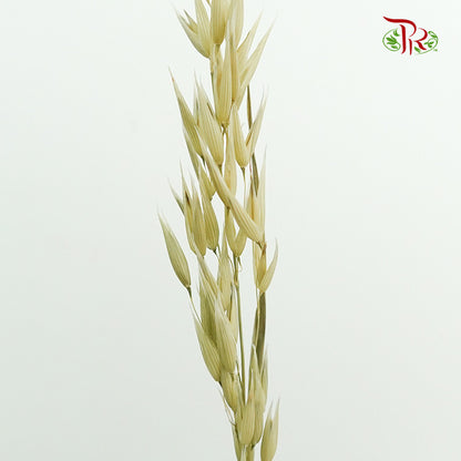 Dry Avena - Pudu Ria Florist Southern