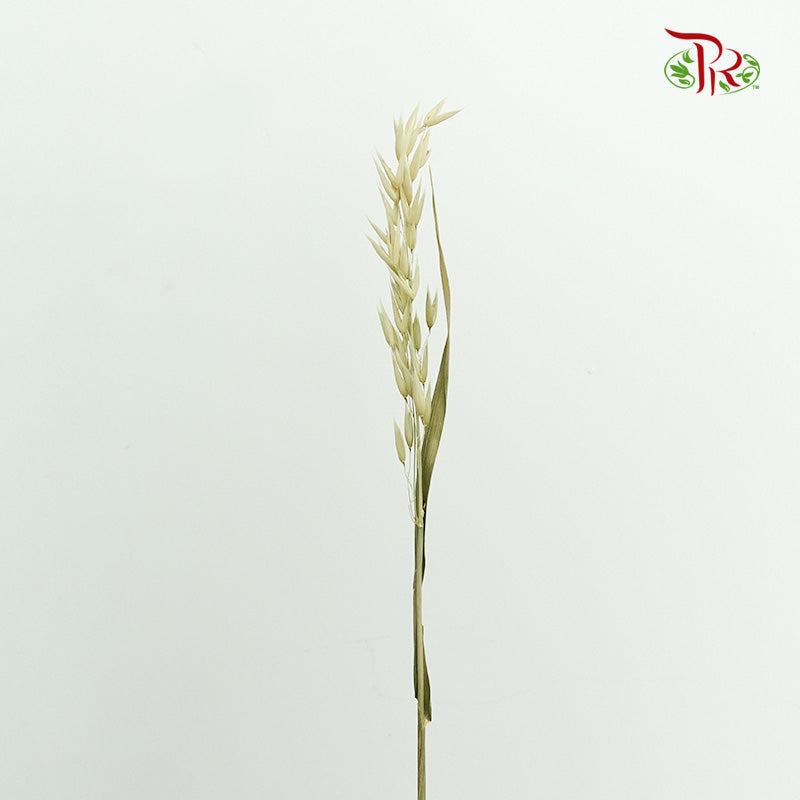 Dry Avena - Pudu Ria Florist Southern