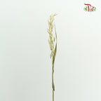 Dry Avena - Pudu Ria Florist Southern