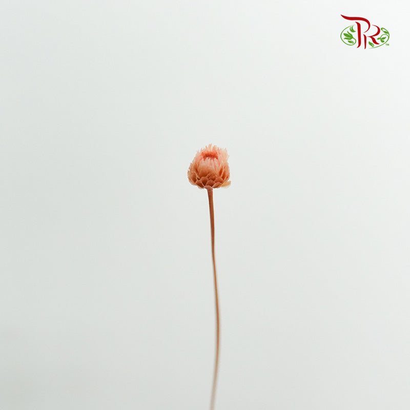 Dry  Happy Flower - Pink - Pudu Ria Florist Southern