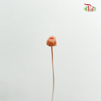 Dry  Happy Flower - Pink - Pudu Ria Florist Southern