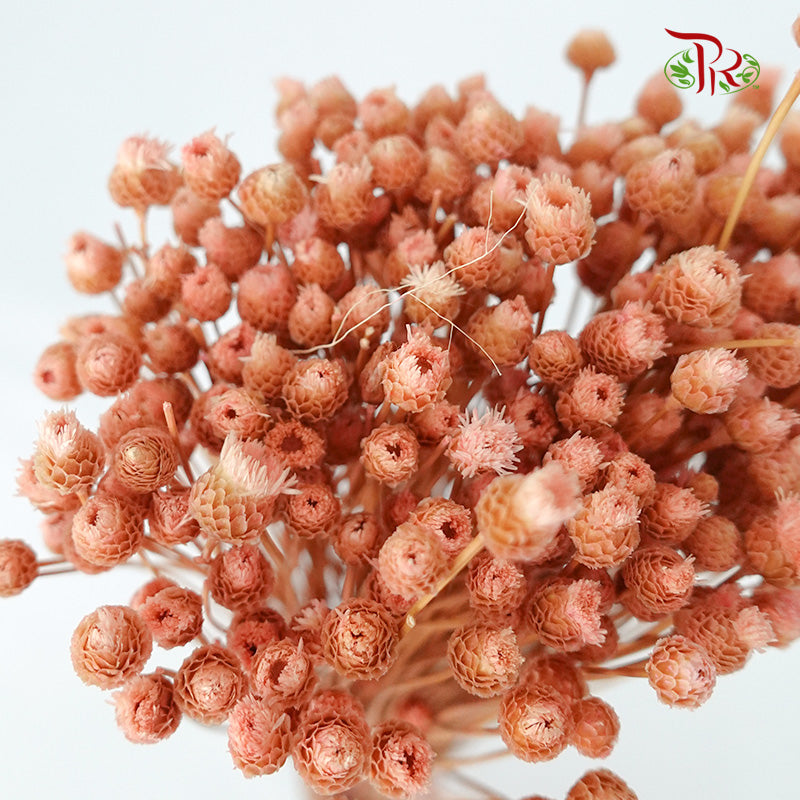 Dry  Happy Flower - Pink - Pudu Ria Florist Southern