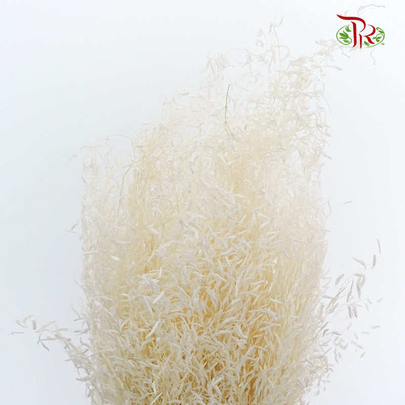 Dry Briza - Pudu Ria Florist Southern