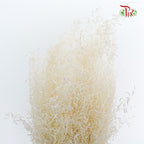 Dry Briza - Pudu Ria Florist Southern