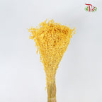 Dry Broom - Pudu Ria Florist Southern