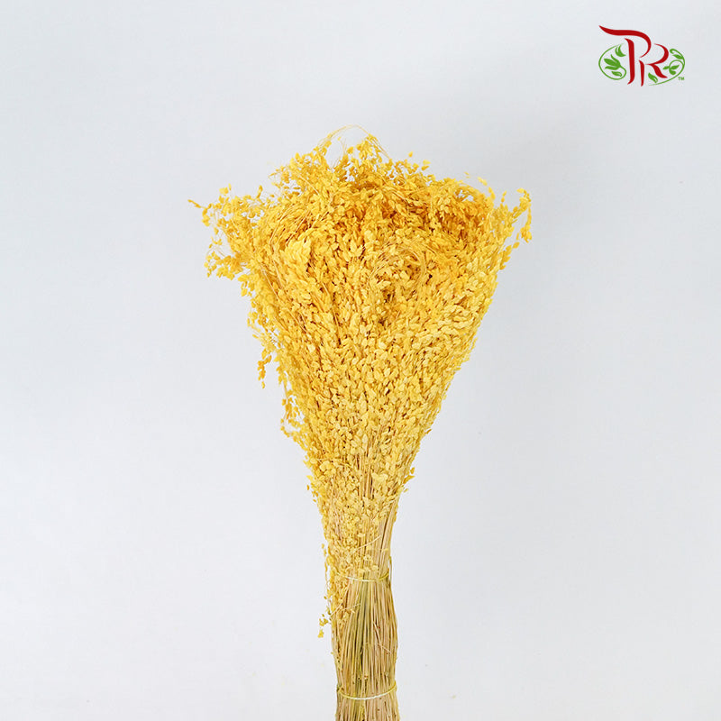 Dry Broom - Pudu Ria Florist Southern