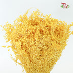 Dry Broom - Pudu Ria Florist Southern
