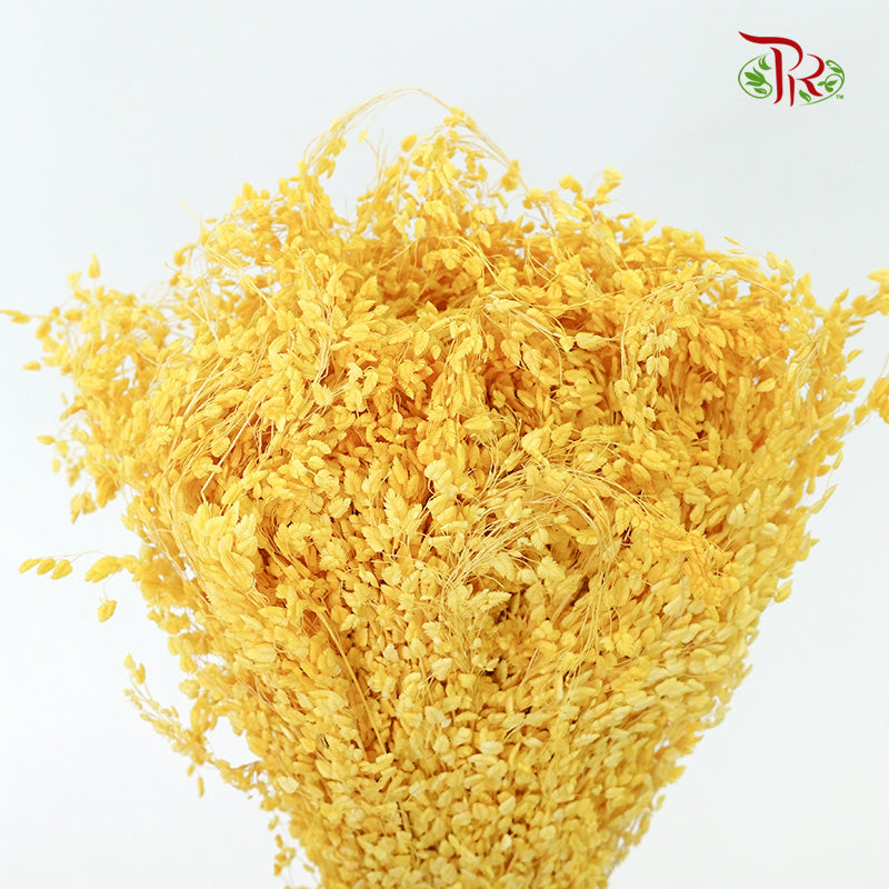 Dry Broom - Pudu Ria Florist Southern