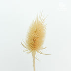 Dry Cardus Natural - Pudu Ria Florist Southern
