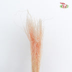 Dry Crazy Grass Peach - Pudu Ria Florist Southern