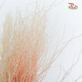 Dry Crazy Grass Peach - Pudu Ria Florist Southern