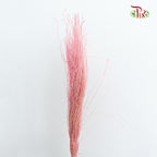Dry Crazy Grass Pink - Pudu Ria Florist Southern