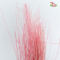 Dry Crazy Grass Pink - Pudu Ria Florist Southern