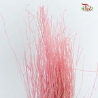 Dry Crazy Grass Pink - Pudu Ria Florist Southern