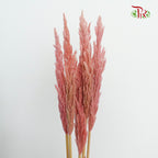 Dry Erianthus - Pudu Ria Florist Southern