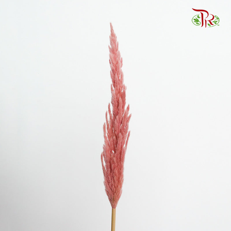 Dry Erianthus - Pudu Ria Florist Southern