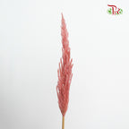 Dry Erianthus - Pudu Ria Florist Southern