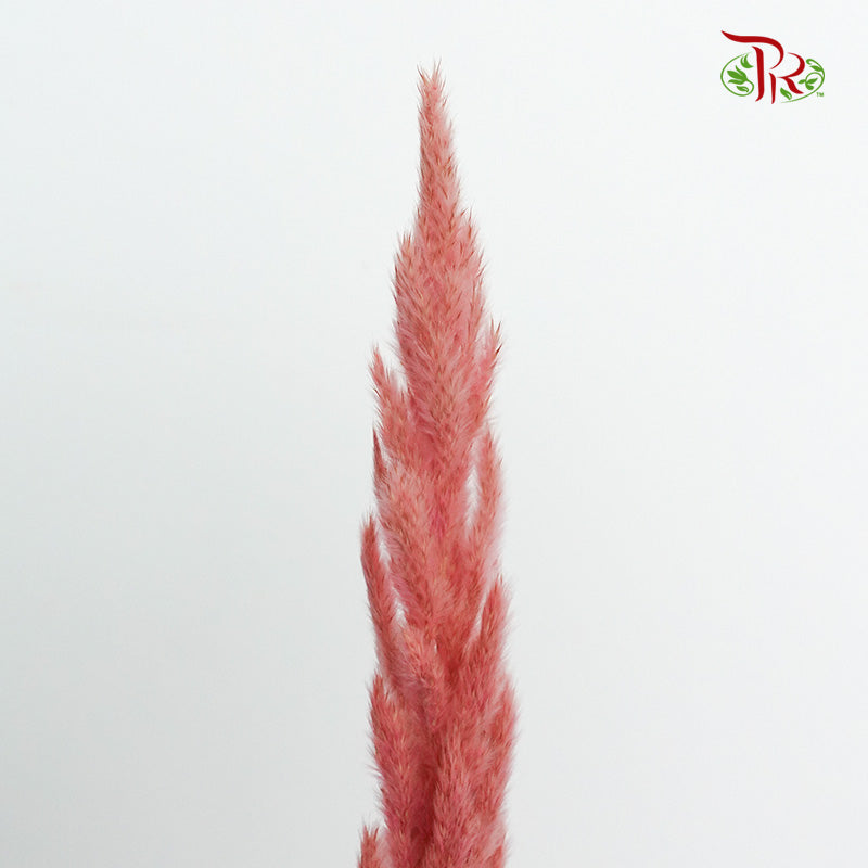 Dry Erianthus - Pudu Ria Florist Southern