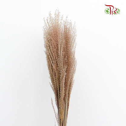 Dry Eulaila - Pudu Ria Florist Southern