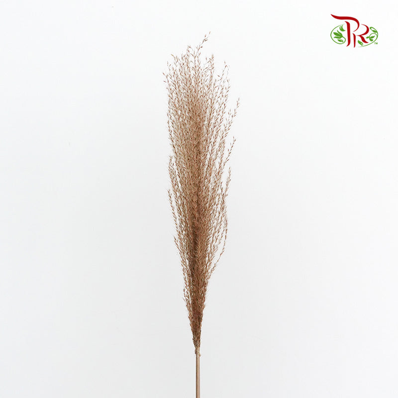 Dry Eulaila - Pudu Ria Florist Southern