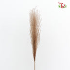 Dry Eulaila - Pudu Ria Florist Southern