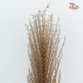 Dry Eulaila - Pudu Ria Florist Southern
