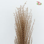 Dry Eulaila - Pudu Ria Florist Southern