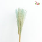 Dry Eulaila Mint Blue - Pudu Ria Florist Southern