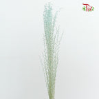 Dry Eulaila Mint Blue - Pudu Ria Florist Southern