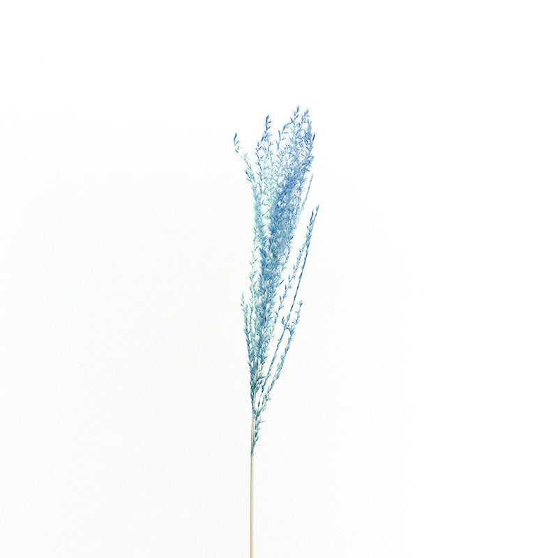 Dry Eulaila - Pudu Ria Florist Southern