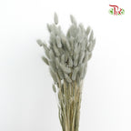 Dry Lagurus (Bunny Tails) - Grey - Pudu Ria Florist Southern