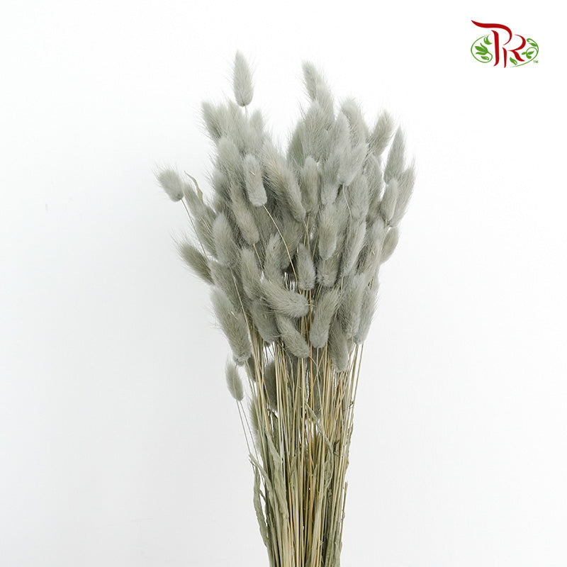 Dry Lagurus (Bunny Tails) - Grey - Pudu Ria Florist Southern