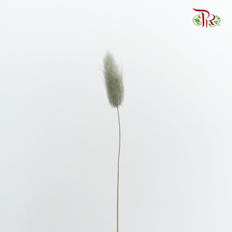 Dry Lagurus (Bunny Tails) - Grey - Pudu Ria Florist Southern