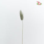 Dry Lagurus (Bunny Tails) - Grey - Pudu Ria Florist Southern