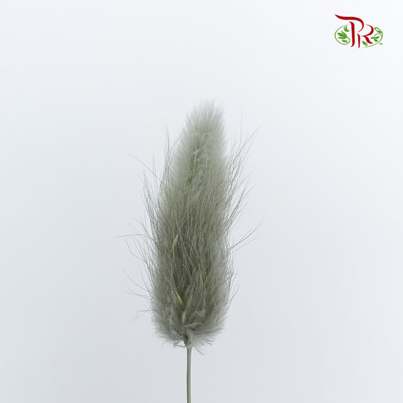 Dry Lagurus (Bunny Tails) - Grey - Pudu Ria Florist Southern