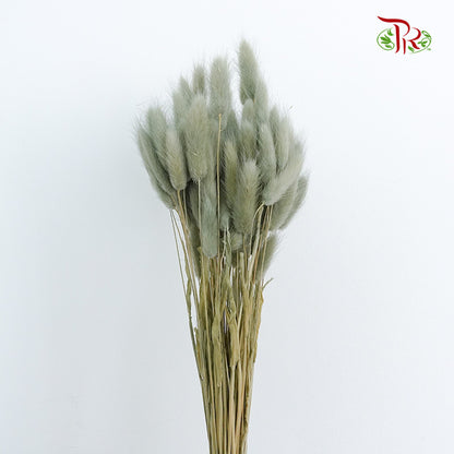 Dry Lagurus (Bunny Tails) - Pale Drab - Pudu Ria Florist Southern