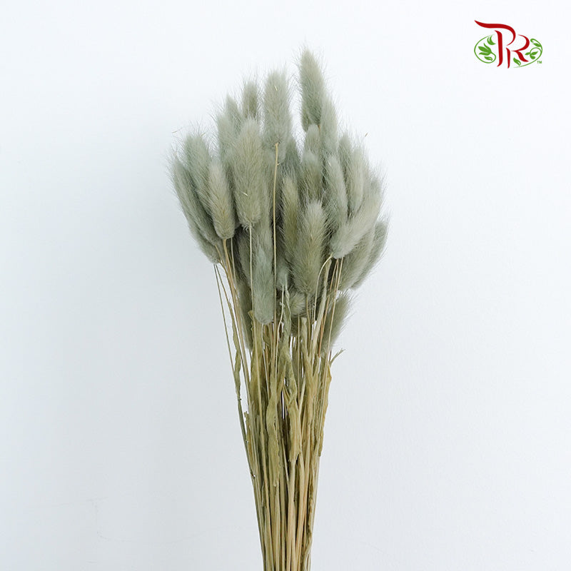 Dry Lagurus (Bunny Tails) - Pale Drab - Pudu Ria Florist Southern
