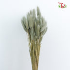 Dry Lagurus (Bunny Tails) - Pale Drab - Pudu Ria Florist Southern