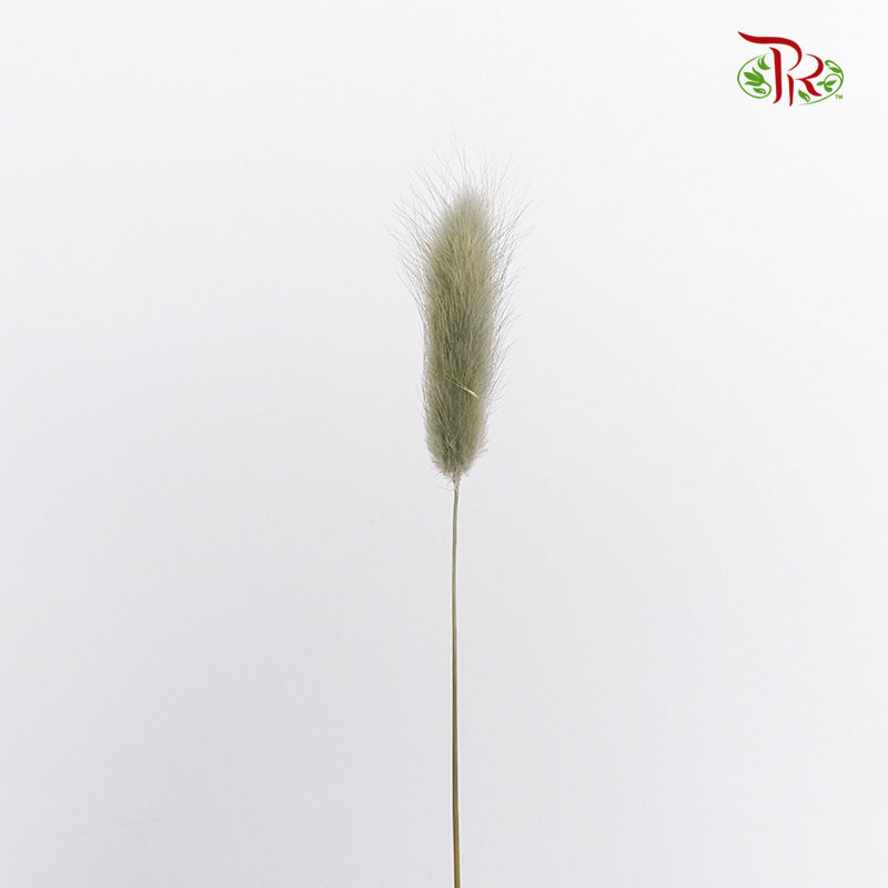 Dry Lagurus (Bunny Tails) - Pale Drab - Pudu Ria Florist Southern