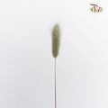 Dry Lagurus (Bunny Tails) - Pale Drab - Pudu Ria Florist Southern
