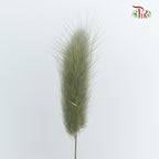 Dry Lagurus (Bunny Tails) - Pale Drab - Pudu Ria Florist Southern