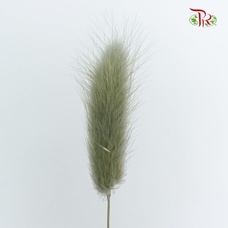 Dry Lagurus (Bunny Tails) - Pale Drab - Pudu Ria Florist Southern