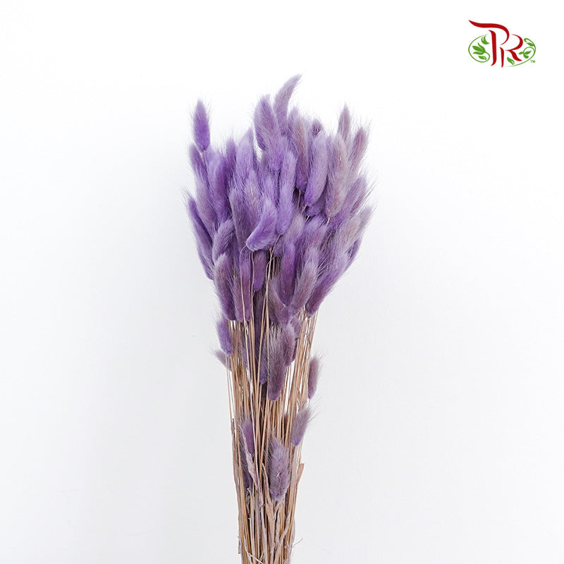 Dry Lagurus (Bunny Tails) - Purple - Pudu Ria Florist Southern