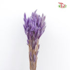 Dry Lagurus (Bunny Tails) - Purple - Pudu Ria Florist Southern