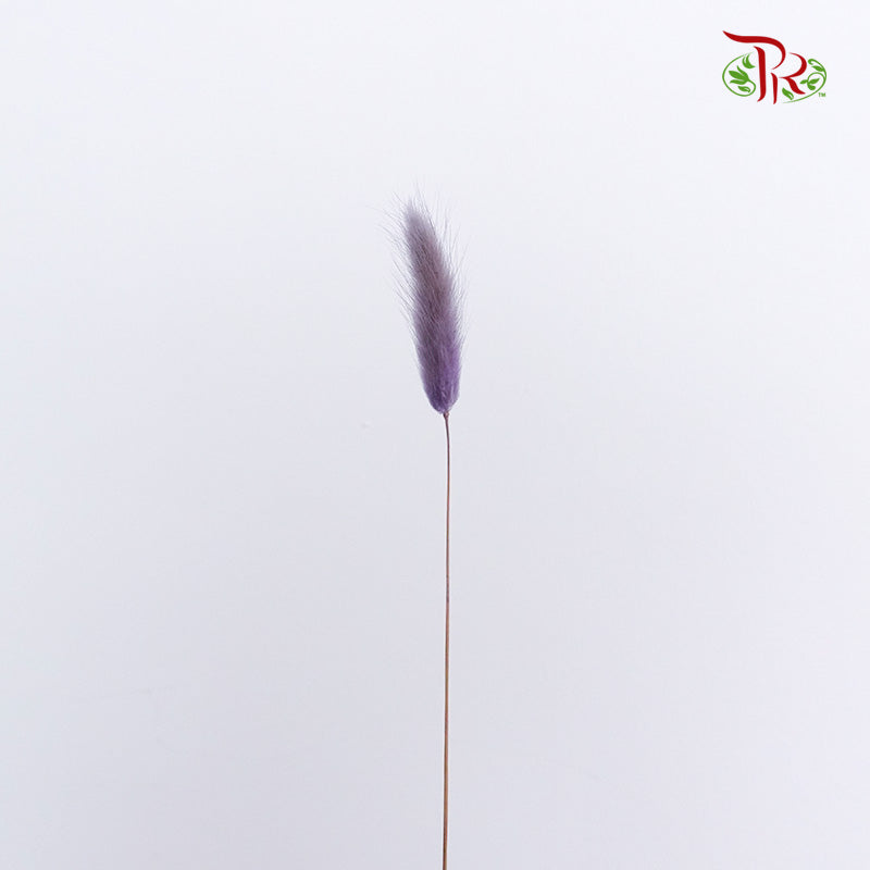 Dry Lagurus (Bunny Tails) - Purple