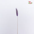 Dry Lagurus (Bunny Tails) - Purple - Pudu Ria Florist Southern