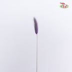 Dry Lagurus (Bunny Tails) - Purple - Pudu Ria Florist Southern